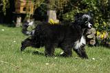 CHIEN NU CHINOIS 028